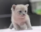 トンキニーズ【大阪府・男の子・2022年8月15日・ブルー】の写真3「9月7日撮影(生後23日目）」