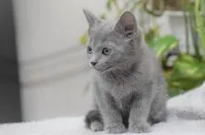 ロシアンブルー【大阪府・女の子・2021年10月17日・ブルー】の写真3「12月25日撮影(生後69日目）」