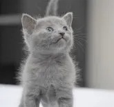 ロシアンブルー【大阪府・男の子・2023年3月12日・ブルー】の写真3「4月3日撮影(生後32日目）」