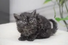 セルカークレックス【大阪府・男の子・2021年11月19日・ブラックスモーク】の写真4「1月1日撮影(生後43日目）」