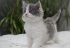 ノルウェージャンフォレストキャット【大阪府・女の子・2020年11月9日・ダイリュートキャリコ】の写真5「美人さんって、堂々としているね💓12月19日撮影（生後40日目）」