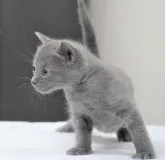 ロシアンブルー【大阪府・男の子・2023年3月12日・ブルー】の写真5「4月3日撮影(生後32日目）」