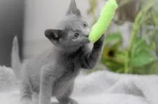 ロシアンブルー【大阪府・女の子・2021年10月17日・ブルー】の写真5「12月25日撮影((生後69日目）」