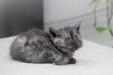 セルカークレックス【大阪府・女の子・2021年11月19日・ブルースモーク】の写真5「1月1日撮影(生後43日目）まだまだ赤ちゃんの写真だね💕」