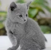 ロシアンブルー【大阪府・女の子・2022年10月1日・ブルー】の写真5「11月12日撮影(生後42日目）」