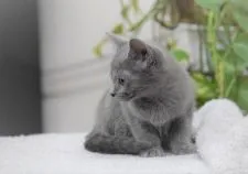 ロシアンブルー【大阪府・女の子・2021年10月17日・ブルー】の写真5「12月25日撮影(生後69日目）」