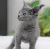 ロシアンブルー【大阪府・女の子・2022年10月24日・ブルー】の写真5「12月10日撮影(生後47日目）猫じゃらし持ってる人間様も大変だね🎵」