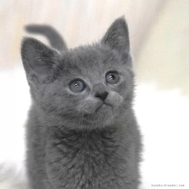 ID：2501-01442の子猫