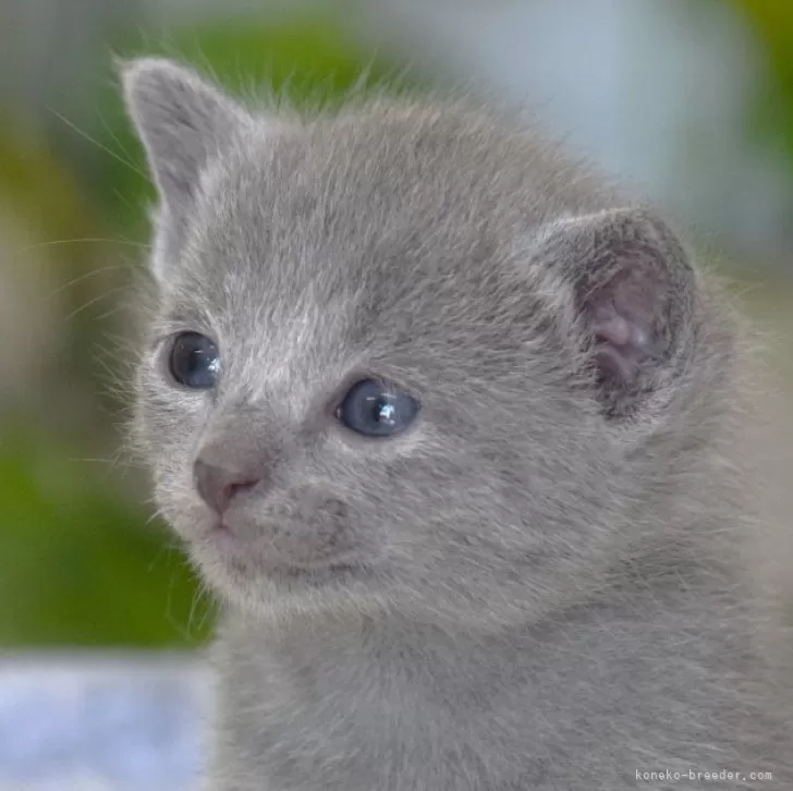 ID：2504-03202の子猫