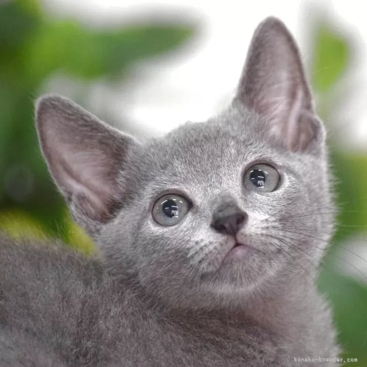ID:2508-02078の子猫