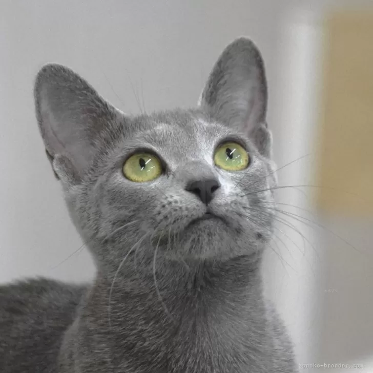 ID：2409-02338の子猫