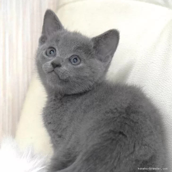 ID：2501-01440の子猫