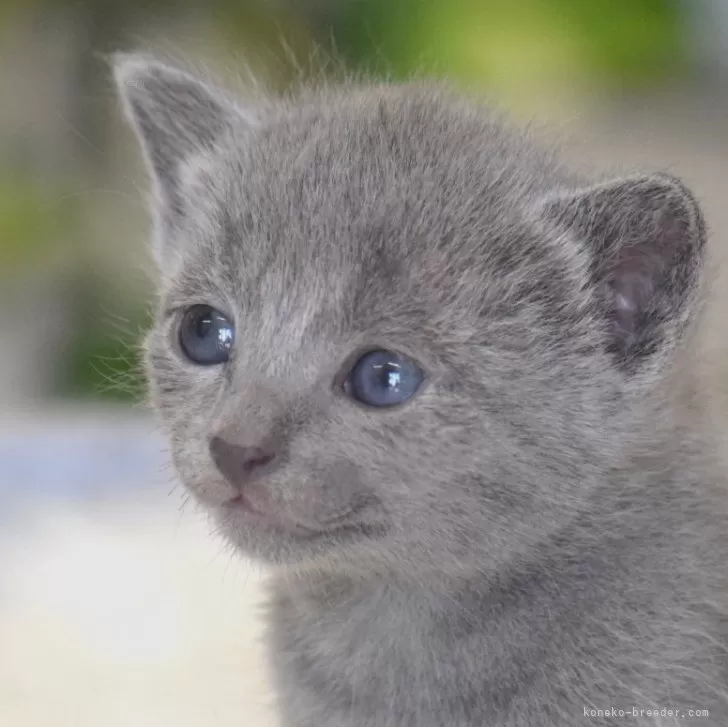 ID：2504-03201の子猫