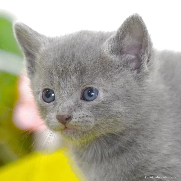 ID：2505-01160の子猫