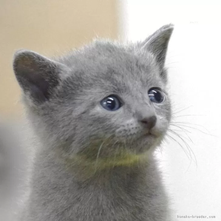 ID：2505-00920の子猫