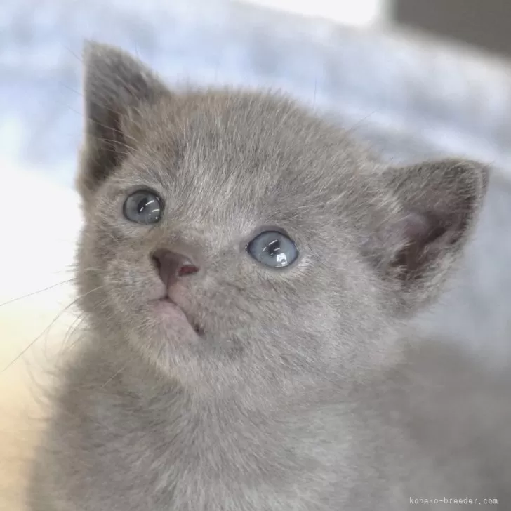KT 様のお迎えした子猫