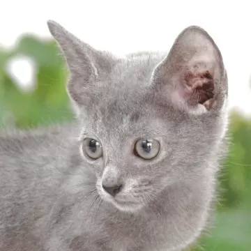 ロシアンブルー【大阪府・男の子・2021年10月25日・ブルー】パパ