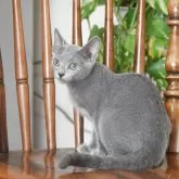 ロシアンブルー【大阪府・女の子・2025年7月7日・ブルー】の写真4