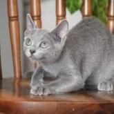 ロシアンブルー【大阪府・女の子・2025年7月7日・ブルー】の写真6