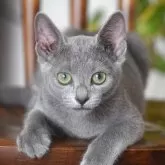 ロシアンブルー【大阪府・女の子・2025年7月7日・ブルー】の写真8