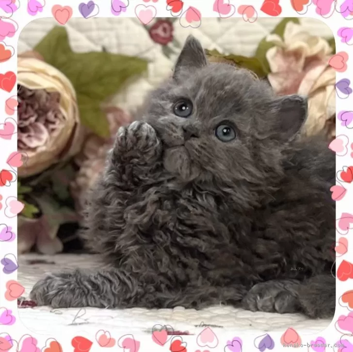 ID:2406-01755の子猫