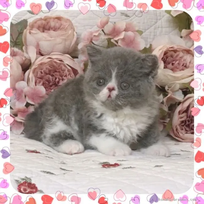 ID：2007-00376の子猫