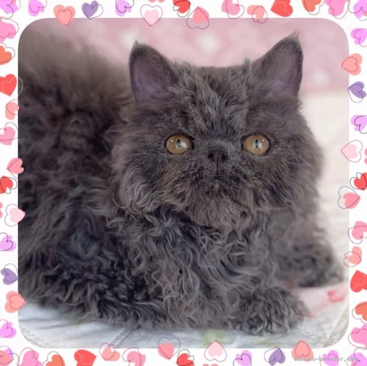 ID：2402-01892の子猫