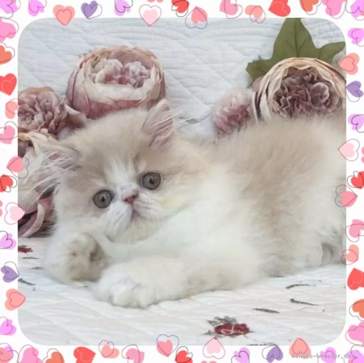ID：2406-02224の子猫