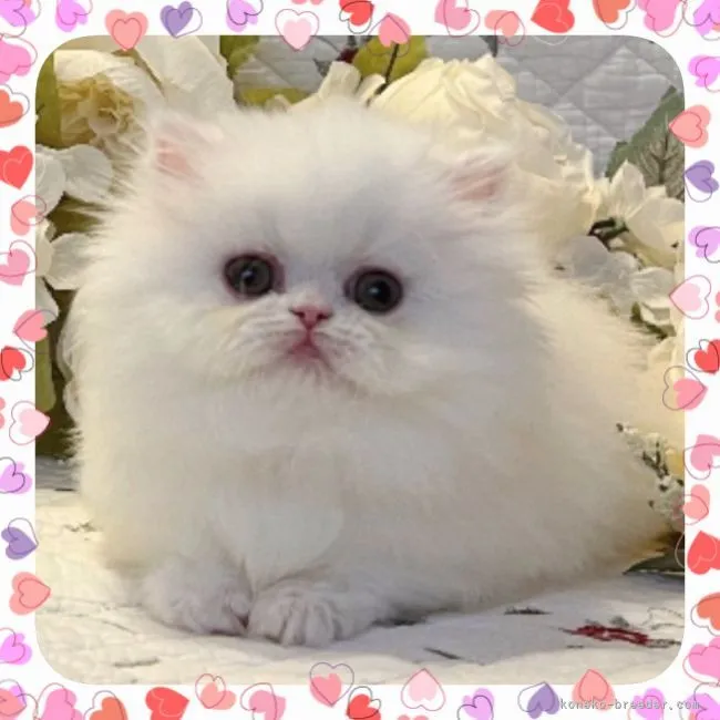 ID：2111-02241の子猫