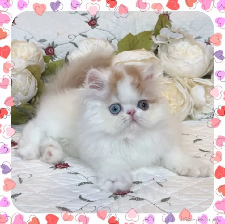 ID:2407-02707の子猫