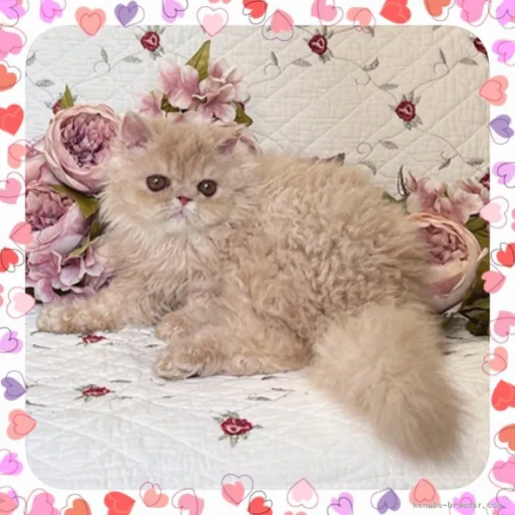 ID：2306-03097の子猫