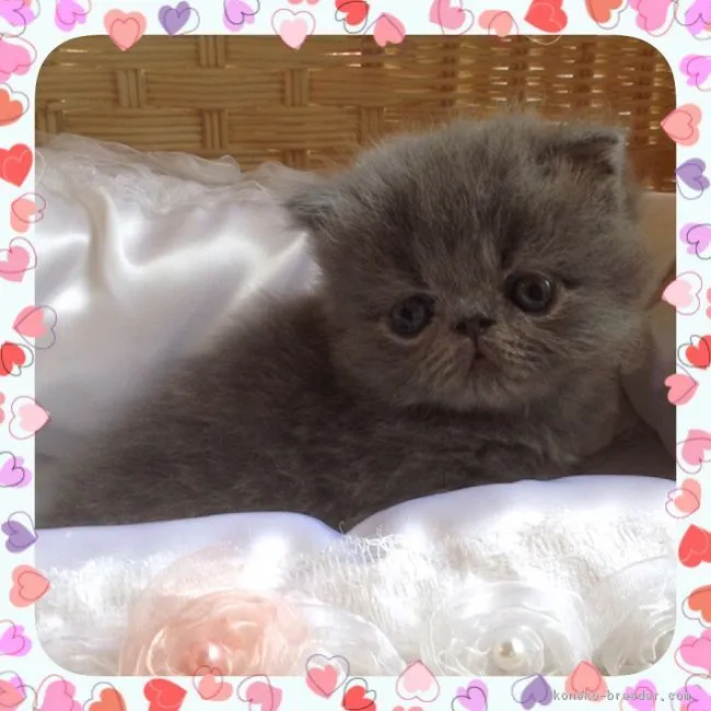 ID：1607-00739の子猫