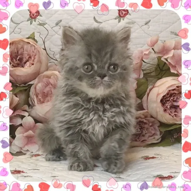 ID：2007-00377の子猫