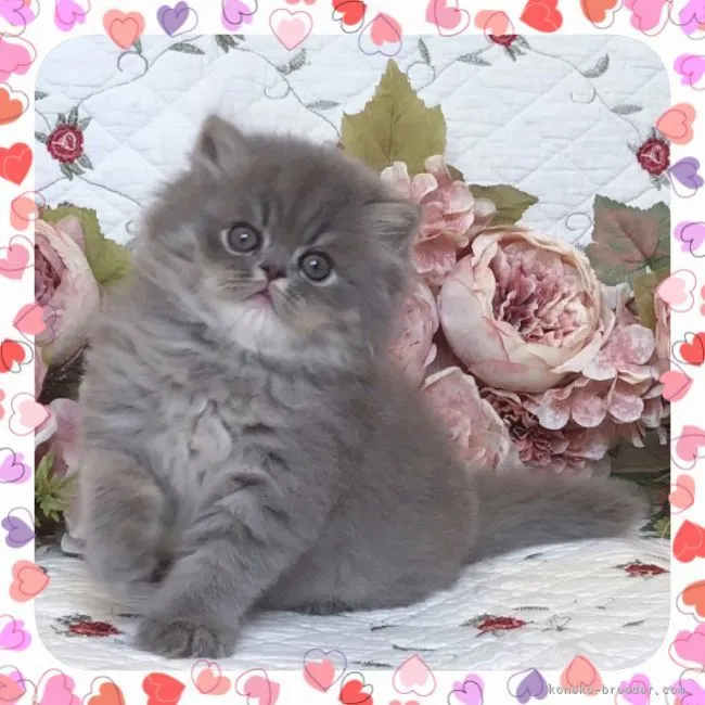 ID：2109-01879の子猫