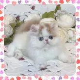 ペルシャ【埼玉県・男の子・2024年6月19日・レッドタビーアンドホワイト】の写真1