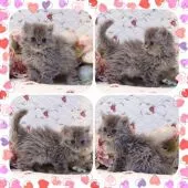 セルカークレックス【埼玉県・女の子・2020年11月1日・ブルーマッカレルタビー】の写真2