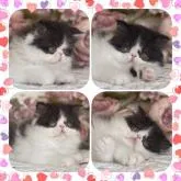 エキゾチックショートヘア【埼玉県・男の子・2022年6月28日・ブラックアンドホワイト】の写真2