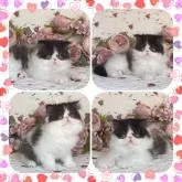 エキゾチックショートヘア【埼玉県・男の子・2022年6月28日・ブラックアンドホワイト】の写真3