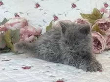 セルカークレックス【埼玉県・男の子・2024年11月16日・ブルー ソリッド】の写真13