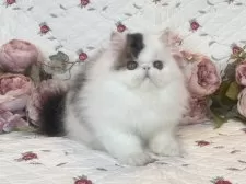 エキゾチックショートヘア【埼玉県・男の子・2025年7月7日・ブラウンタビーアンドホワイト】の写真6