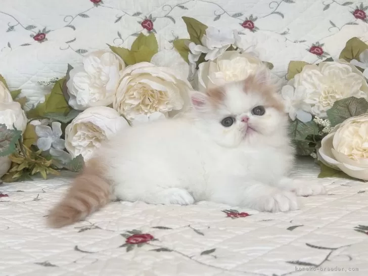 LENOXレノックス ペルシャ猫24K キャット4月の雨 5月の花 大きいサイズ ペルシャ【埼玉県・男の子・2026年4月28日・ホワイト系/レッド・ルディ