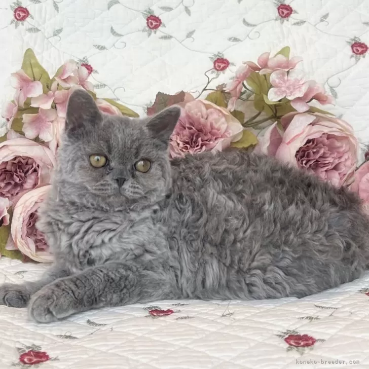 セルカークレックス【埼玉県・女の子・2025年5月22日・ブルー】の写真1