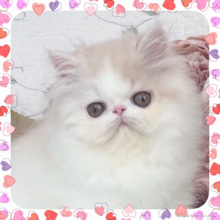 ブリーダー画像