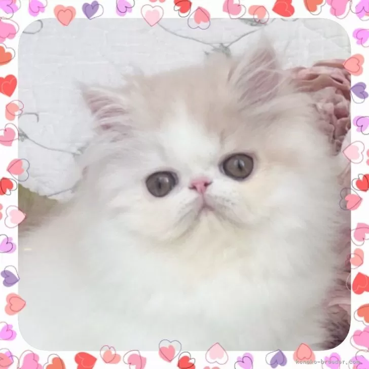 エキゾチックショートヘア【埼玉県・男の子・2025年7月7日・クリームタビーアンドホワイト】の写真1