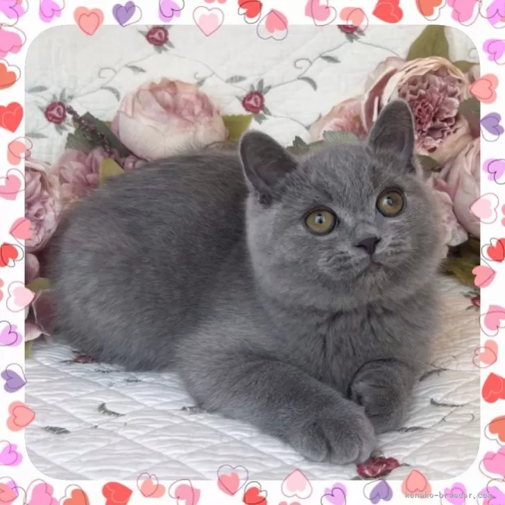 けこけこ 様のお迎えした子猫