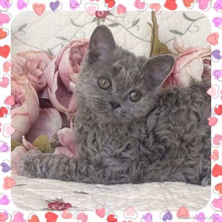 ID：2604-03430の子猫