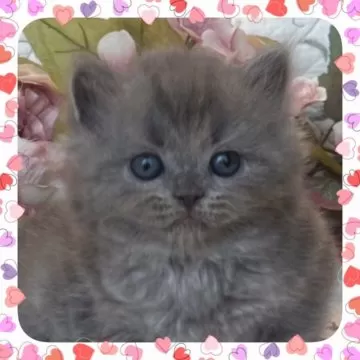 2015年　セルカークレックス cat_img_1_a03e4c799b28.jpg