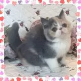 エキゾチックショートヘア