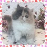 エキゾチックショートヘア