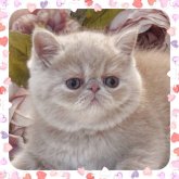 エキゾチックショートヘア